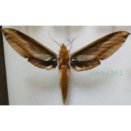 Xylophanes tersa (Linnaeus, 1771)? Mexico 98mm55